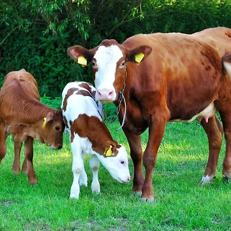 Farma Ztracenka بيت ضيافة *